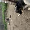 Zuhause/Pflegestelle gesucht für Thor