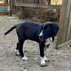 Zuhause/Pflegestelle gesucht für Luca