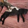 Tom und Jerry - diese beiden ....