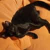 Tom und Jerry - diese beiden ....