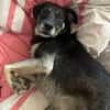 CHUTCHI -liebe, sanfte Hündin-