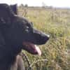 Rusty sucht seine Familie