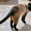 Gismo