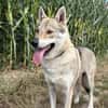 Noran  ein junger Wolfshund