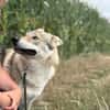 Noran  ein junger Wolfshund