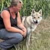 Noran  ein junger Wolfshund