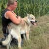 Noran  ein junger Wolfshund