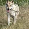 Noran  ein junger Wolfshund