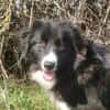 Stacy  sanfte Bordercollie-Mix Hündin