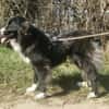 Stacy  sanfte Bordercollie-Mix Hündin