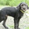 Amilio unser Herzenshund...