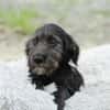 Amilio unser Herzenshund...