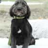 Amilio unser Herzenshund...