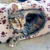 Menschenbezogener Kater Hopper
