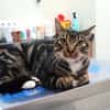 Menschenbezogener Kater Hopper