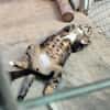 Menschenbezogener Kater Hopper