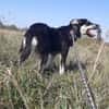 Leo sucht seine Familie