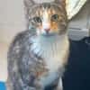Cherie