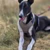 Milano  eleganter Windhund-Mix