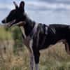 Milano  eleganter Windhund-Mix