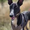Milano  eleganter Windhund-Mix