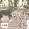 Lea - süße Schmuserin sucht Führung