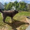 Lobo, gutmütiger Hund sucht Zuhause