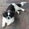 Barney in 47551 Bedburg-Hau #