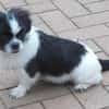 Barney in 47551 Bedburg-Hau #