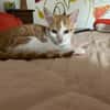 NOISETTE