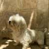 PUCI (Animalea)