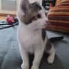 ARYA