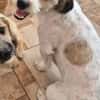 Otto - netter Familienhund sucht Zuhause