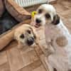 Otto - netter Familienhund sucht Zuhause