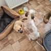 Otto - netter Familienhund sucht Zuhause