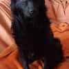 Lieber Prince