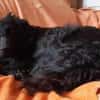 Lieber Prince