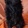 Lieber Prince