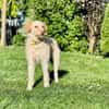 Traumhund für Geduldige
