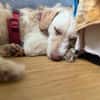 Traumhund für Geduldige