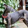 Primavera - Labrador unter den Galgos