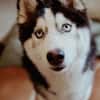 Lumi