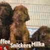 Wasserhündin Milka-startklar fürs Leben!