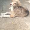 Antonia  Spinone Italiano Mix