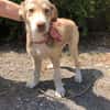 Antonia  Spinone Italiano Mix