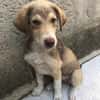 Antonia  Spinone Italiano Mix
