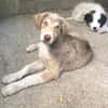 Antonia  Spinone Italiano Mix
