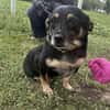 🐾❤ BETTY, 1-2 Jahre alt, ca. 30cm