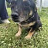 🐾❤ BETTY, 1-2 Jahre alt, ca. 30cm