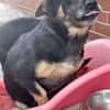 🐾❤ BETTY, 1-2 Jahre alt, ca. 30cm